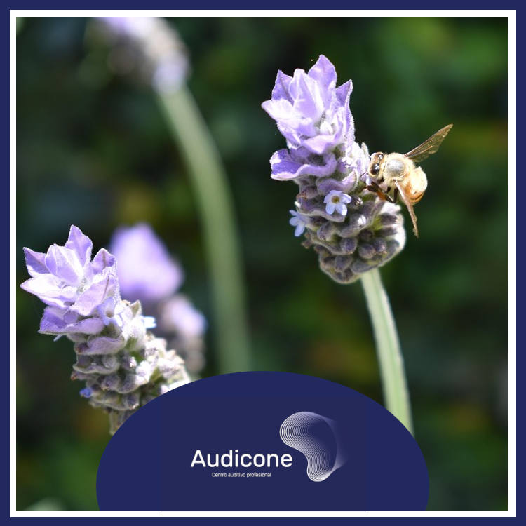 La primavera y los oídos